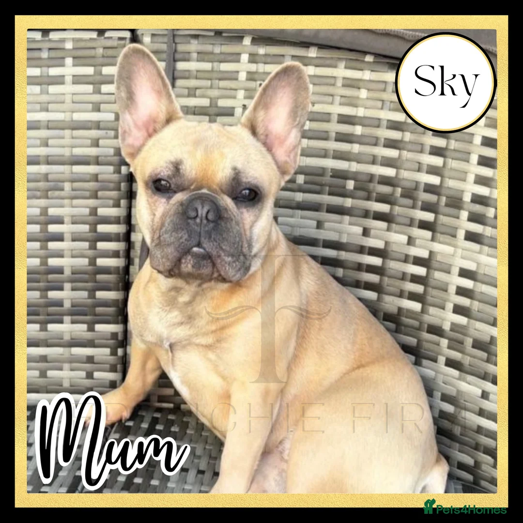 French Bulldog dogs for sale: Excellent Bloodline KC French Bulldogs A** Tested - Advert 1