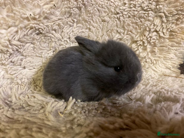 Mini Lop rabbits - Advert 11