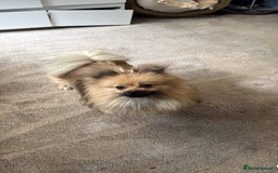 Pomeranian dogs for sale: Not taking more queries currently  - Image 4