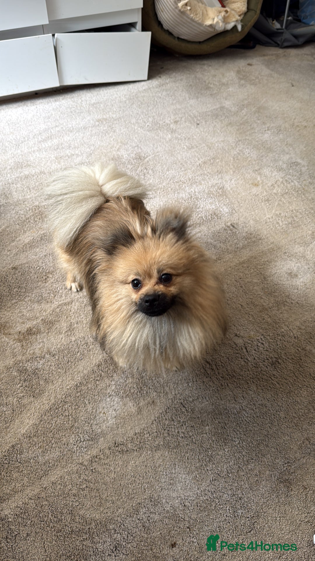 Pomeranian dogs for sale: Not taking more queries currently  - Image 4