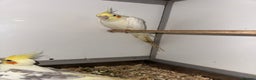 Cockatiels birds for sale: COCKATIELS - ALBINO/LUTINO/PIED - Advert 5