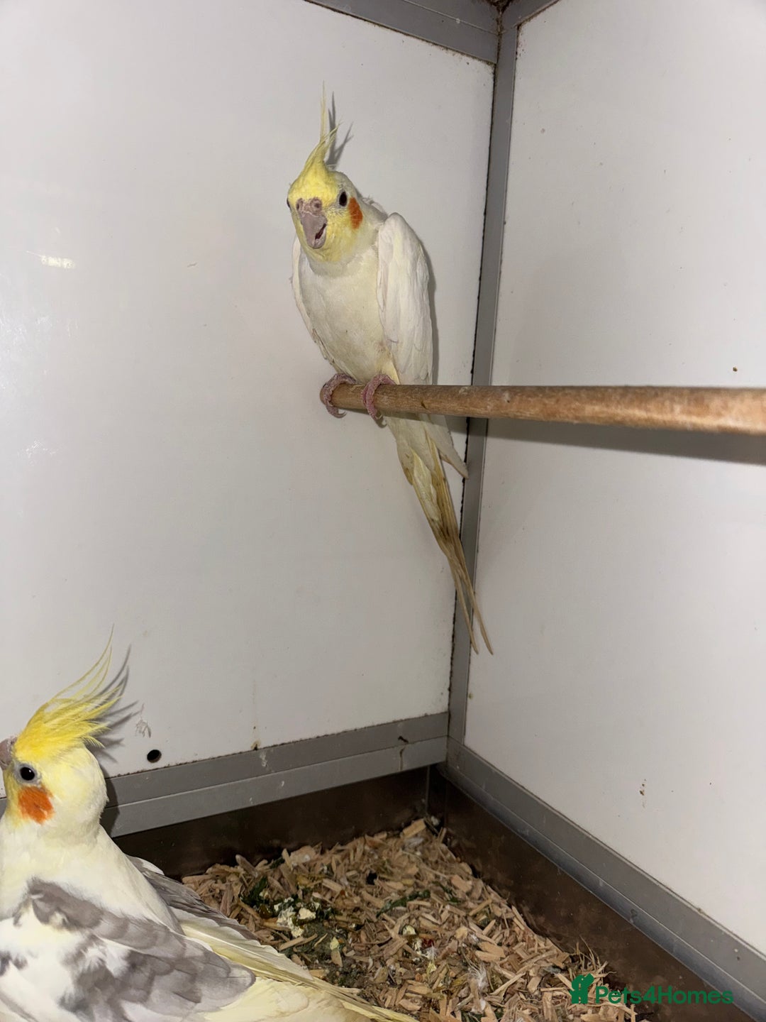 Cockatiels birds for sale: COCKATIELS - ALBINO/LUTINO/PIED - Advert 5