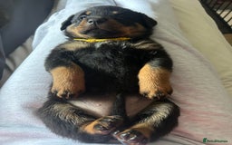 Rottweiler dogs for sale: Beautiful Rottweiler pups  - Image 36