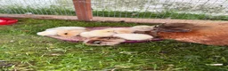 Chickens poultry for sale: 11 GORGEOUS 2 DAY OLD SILKIE CHICKS AVAILABLE  - Advert 6