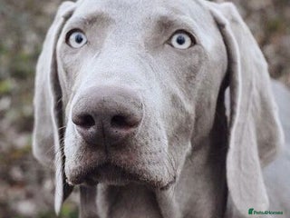Weimaraner dogs in Woodbridge - Advert 2