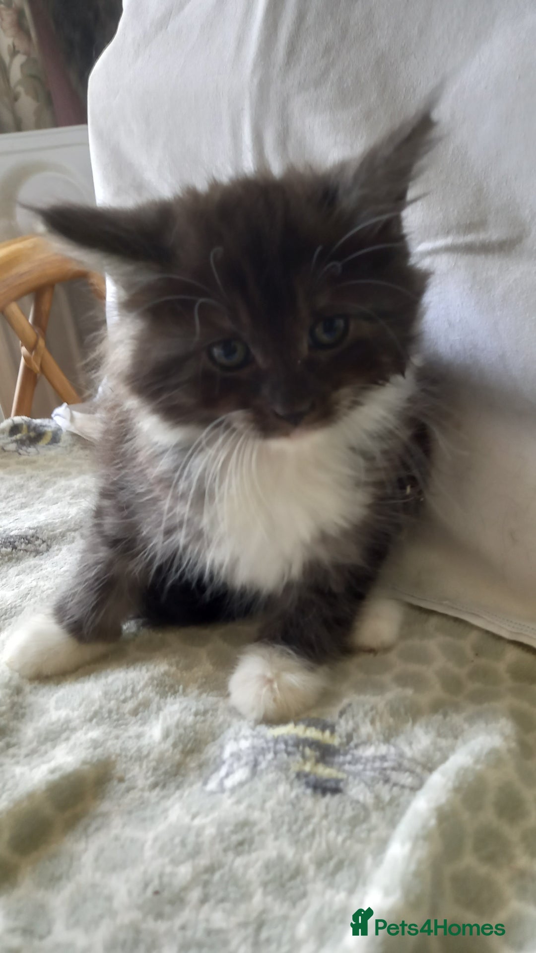 Maine Coon cats for sale: 3/4 maine coon kittens for sale - Image 5