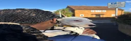 Dalmatian dogs for sale: 🐾 1 Female KC Dalmatian Puppy left 🐾 - Advert 13