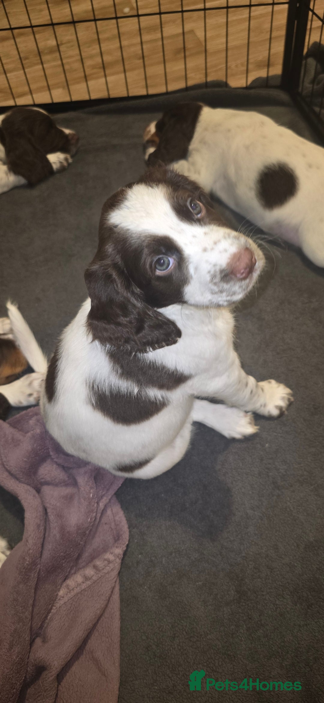 Sprocker dogs for sale: Home-Reared Sprocker Puppies  - Advert 14