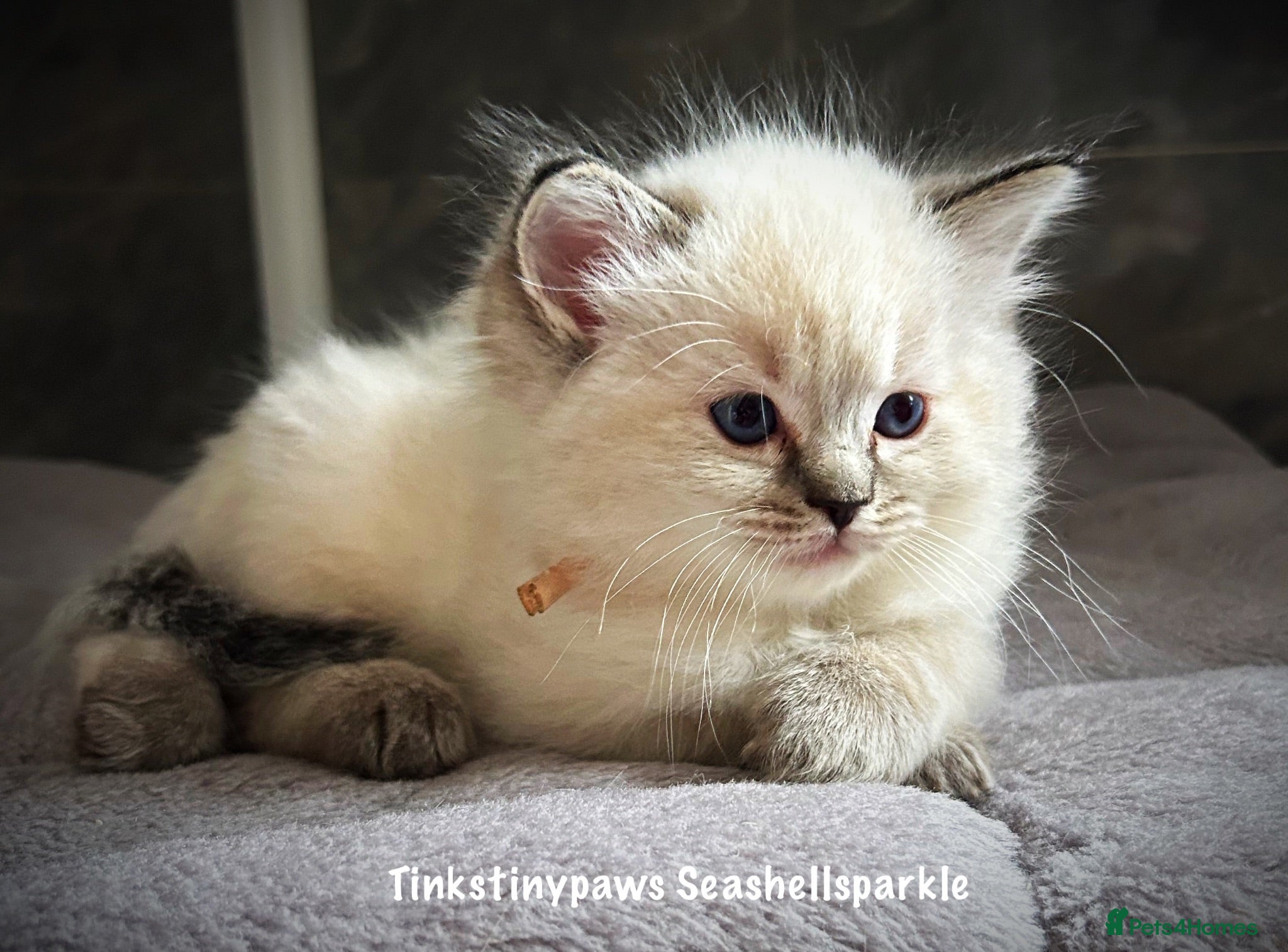 Ragdoll cats Seal Tabby colourpoint  - Advert 2