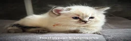 Ragdoll cats for sale: Seal Tabby colourpoint  - Advert 5