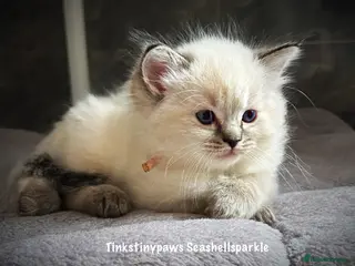 Ragdoll cats Seal Tabby colourpoint - Advert 2