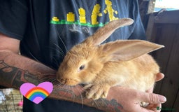 Continental Giant rabbits for sale: Yellow Continental Giant Kits. Ready to RESERVE - Image 4