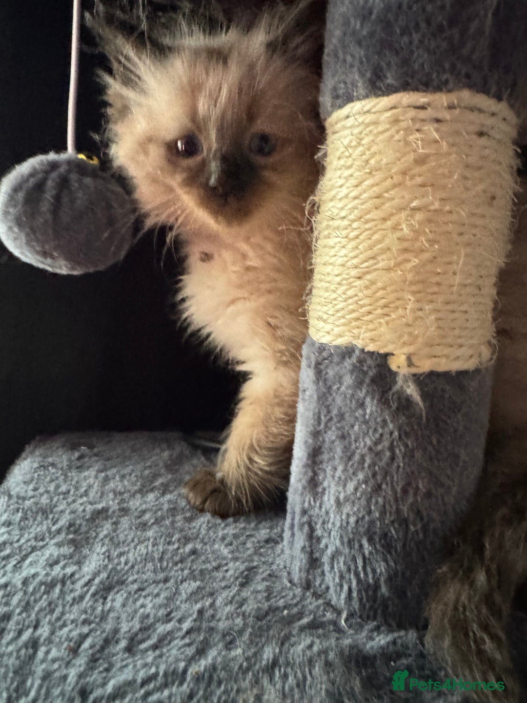 Ragdoll cats for sale: 4 stunning seal point ragdoll boys  - Image 15