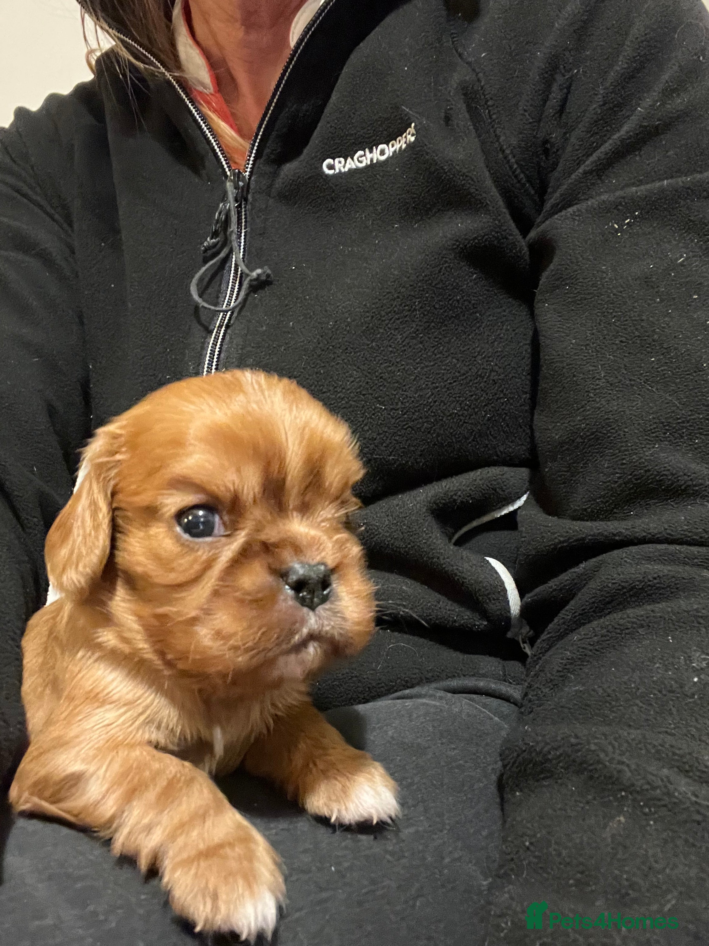 Cavalier King Charles Spaniel dogs King Charles Cavalier Puppies - Advert 2