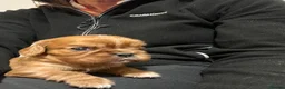 Cavalier King Charles Spaniel dogs for sale: King Charles Cavalier Puppies - Advert 23