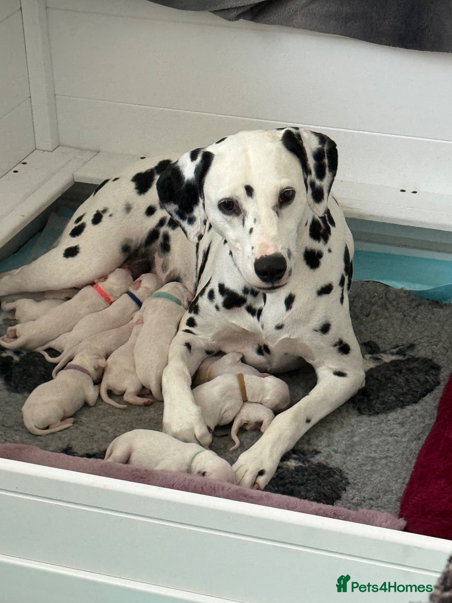 Dalmatian dogs 4 KC registered looking for their forever home - Advert 1