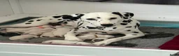 Dalmatian dogs for sale: 4 KC registered looking for their forever home in Livingston - Advert 1
