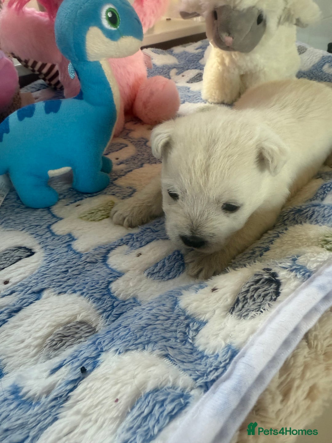 West Highland Terrier dogs for sale: Gorgeous West Highland White Terrier Puppies  - Image 2