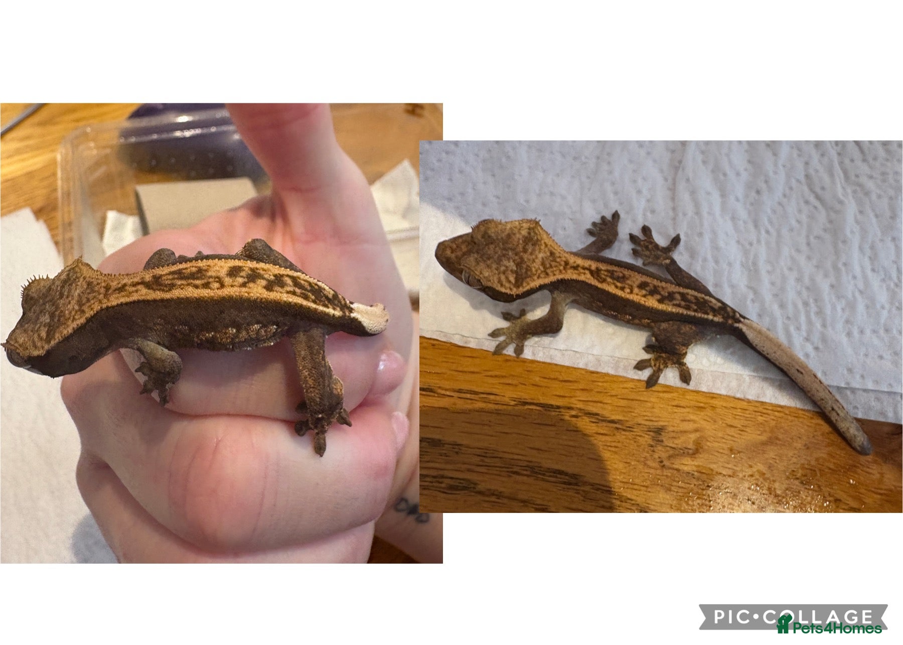 Gecko reptiles Juvenile Crested Geckos x6  - Advert 1