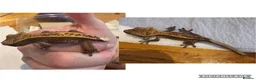 Gecko reptiles for sale: Juvenile Crested Geckos x6  - Advert 1