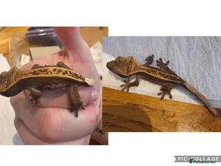 Gecko reptiles Juvenile Crested Geckos x6 - Advert 1