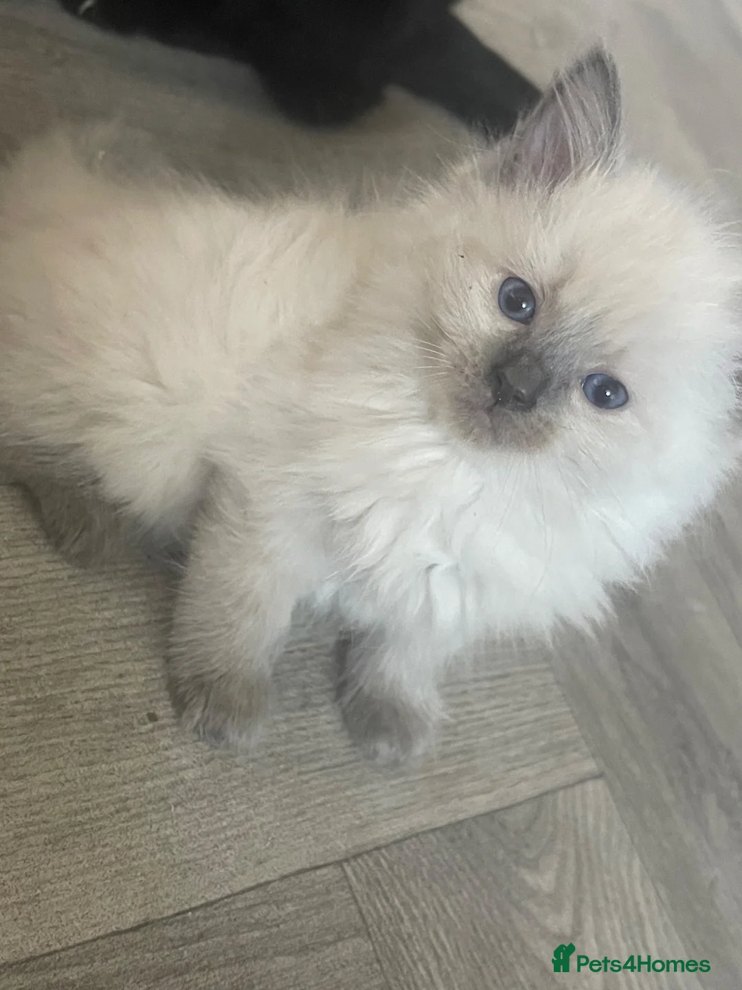 Ragdoll cats for sale: stunning liluc male ragdoll kitten - Advert 5