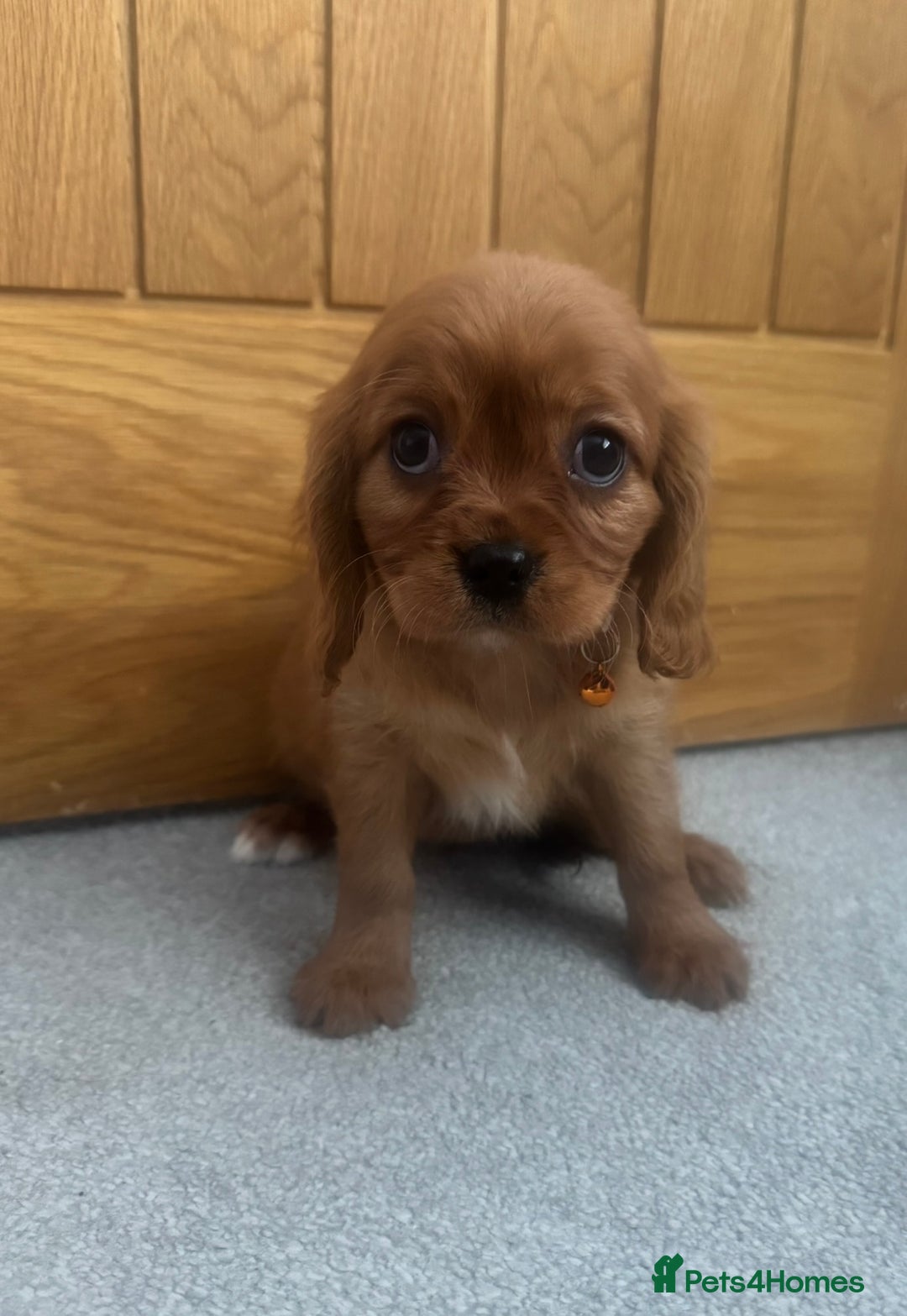 Cavalier King Charles Spaniel dogs for sale: Health tested cavalier King Charles  - Advert 18