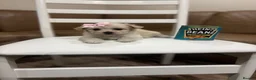Maltipoo dogs for sale: Miniature maltipoo puppies - Advert 13