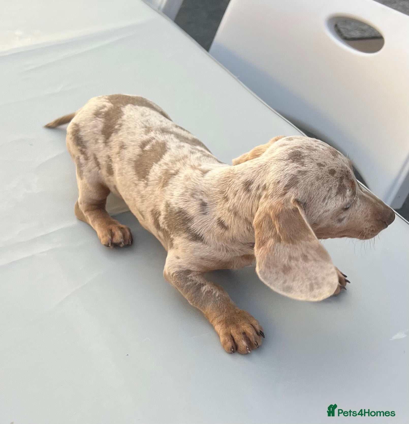 Miniature Dachshund dogs for sale: Miniature dachshund - Advert 6