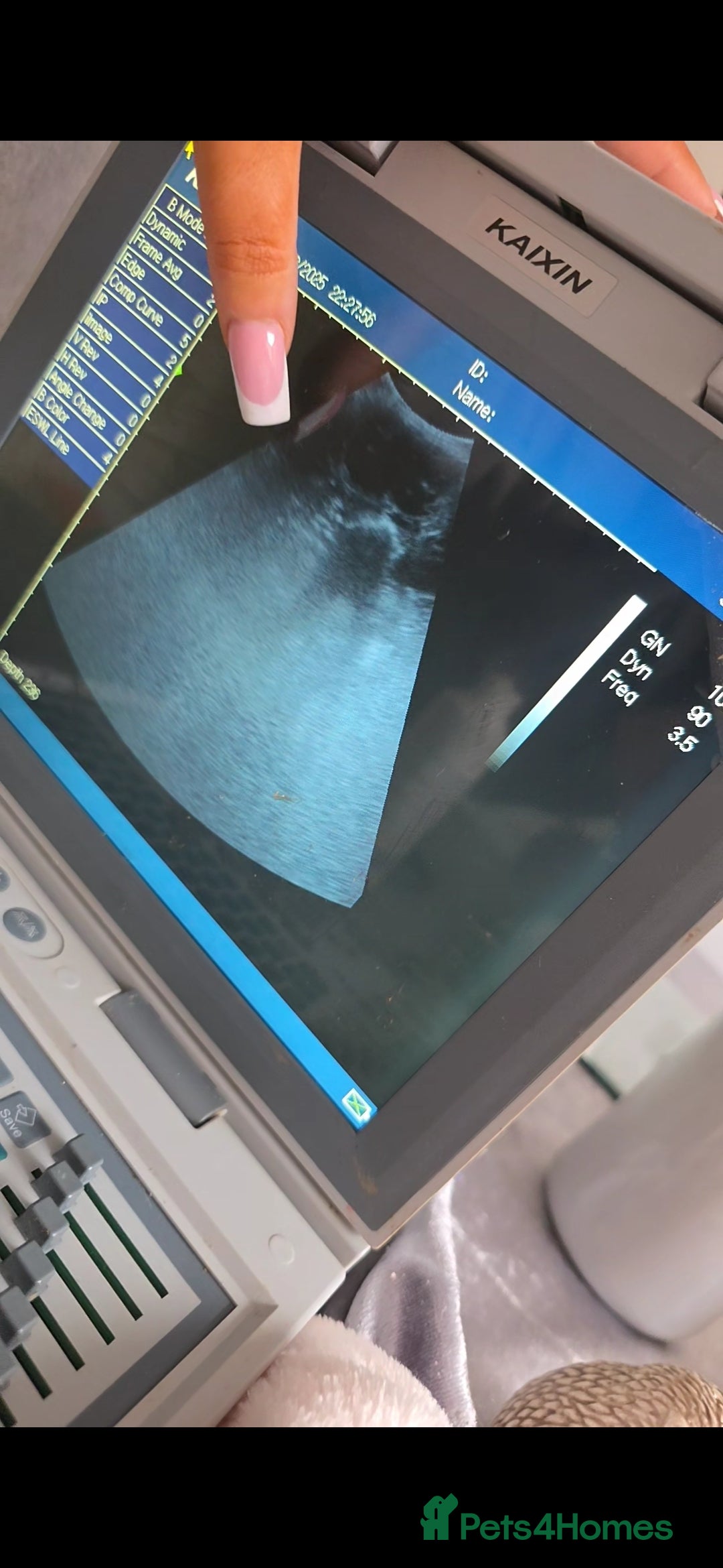 Cocker Spaniel dogs for sale: ✨️ 🐾COCKER SPANIEL🐾✨️- ⚠️LITTER DUE DECEMBER ⚠️  - Advert 7