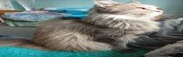 Maine Coon cats for sale: 2 year old female Maine coon  in Stockport - Advert 3