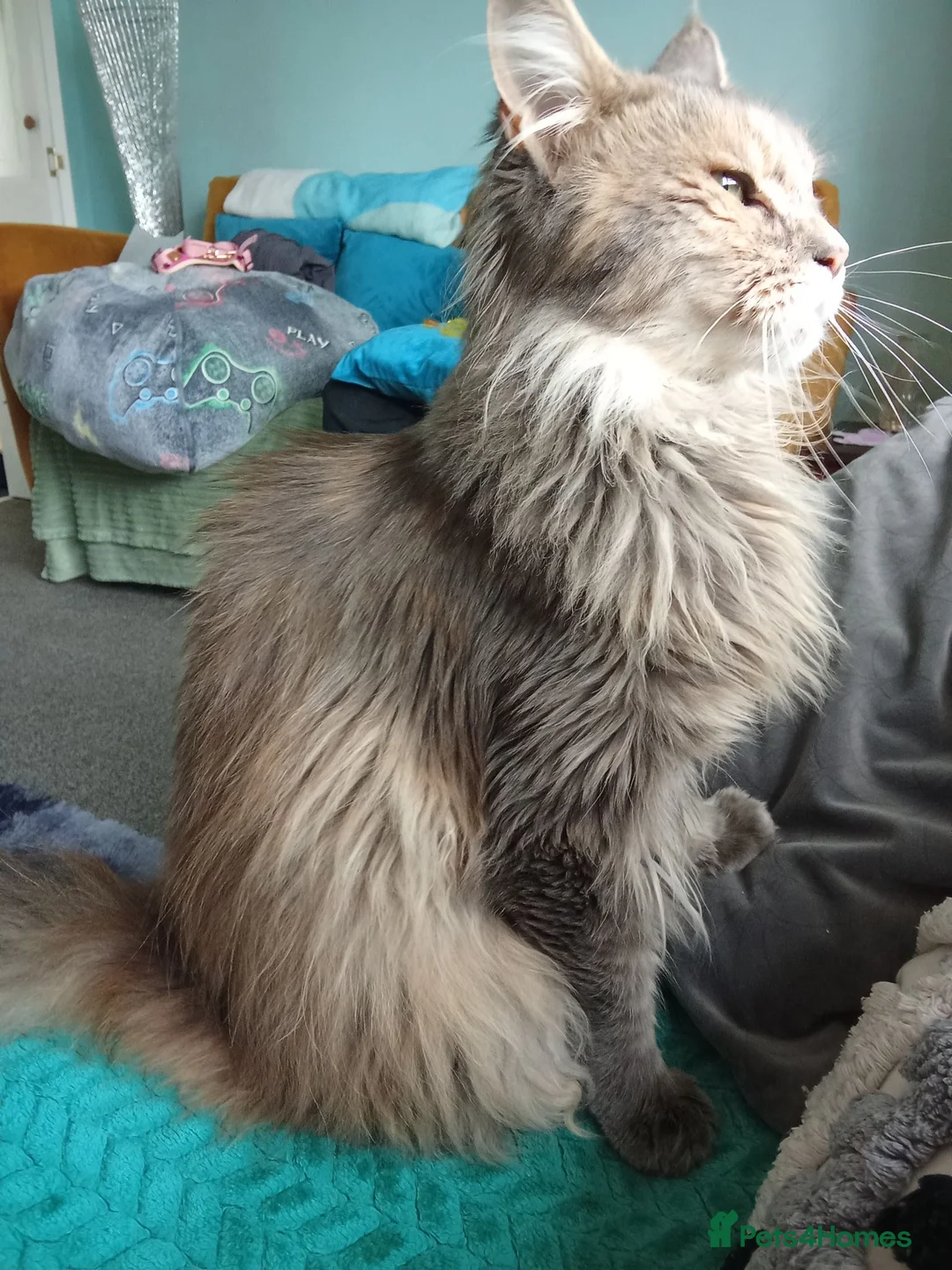 Maine Coon cats for sale: 2 year old female Maine coon  in Stockport - Advert 3