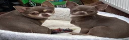 Chihuahua dogs for sale: Chihuahua puppies ready now - Advert 12
