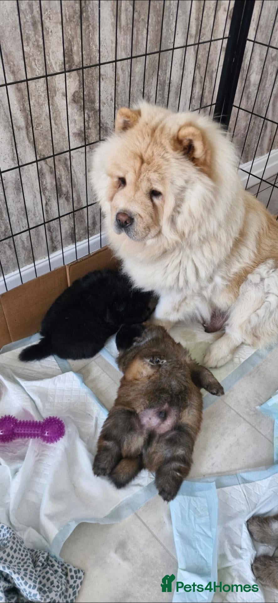 Chow Chow dogs BEAUTIFUL KC REGISTERED CHOW CHOW PUPPIES  - Advert 1