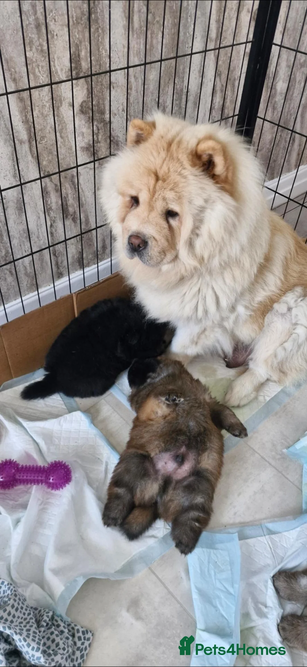 Chow Chow dogs for sale: BEAUTIFUL KC REGISTERED CHOW CHOW PUPPIES  - Advert 1