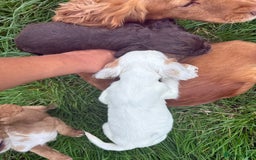 Cocker Spaniel dogs for sale: Worker cocker spaniel puppies for sale  - Image 19