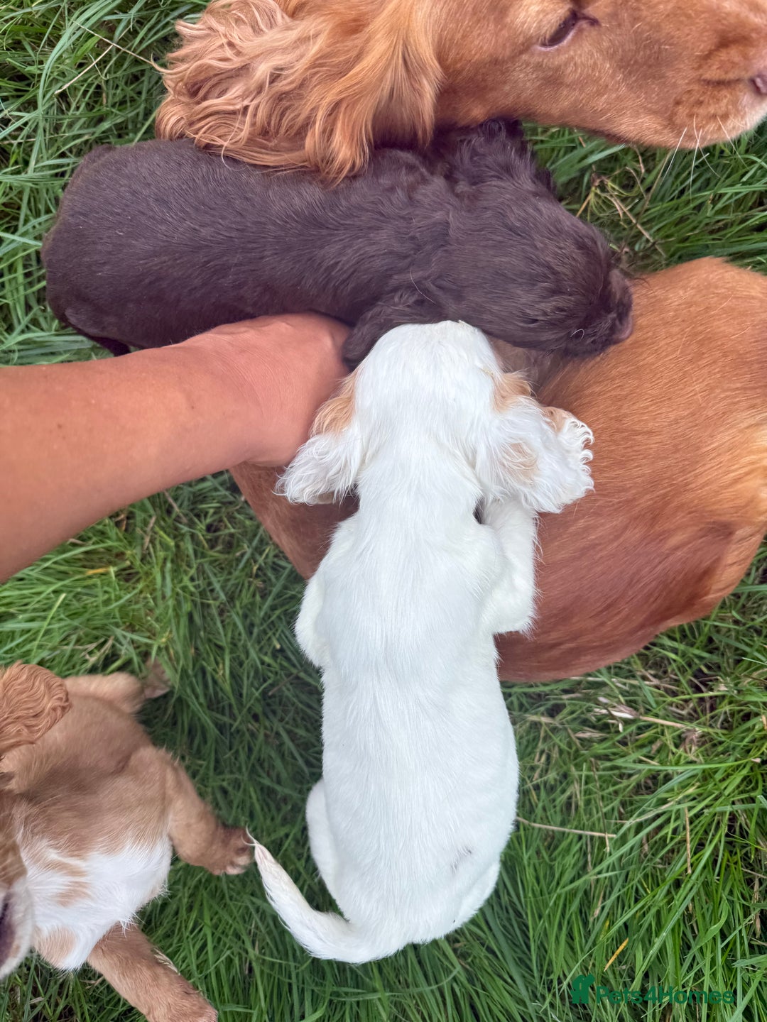 Cocker Spaniel dogs for sale: Worker cocker spaniel puppies for sale  - Image 19
