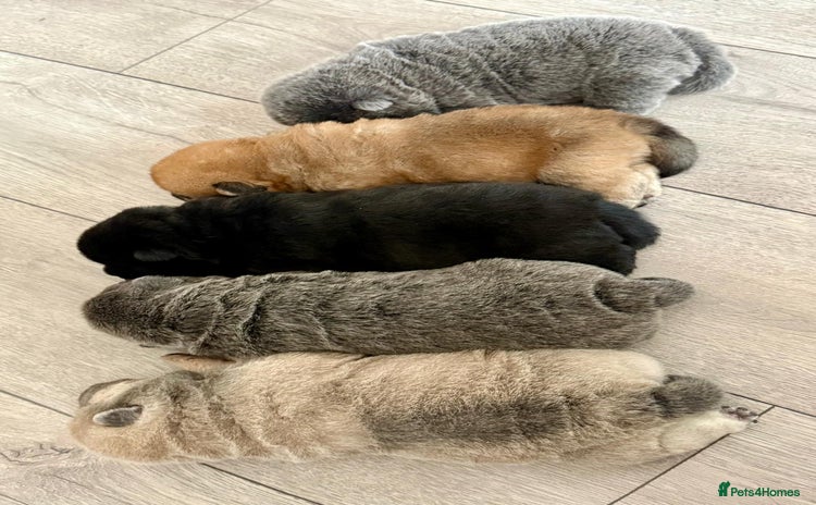 Chow Chow dogs - Advert 1