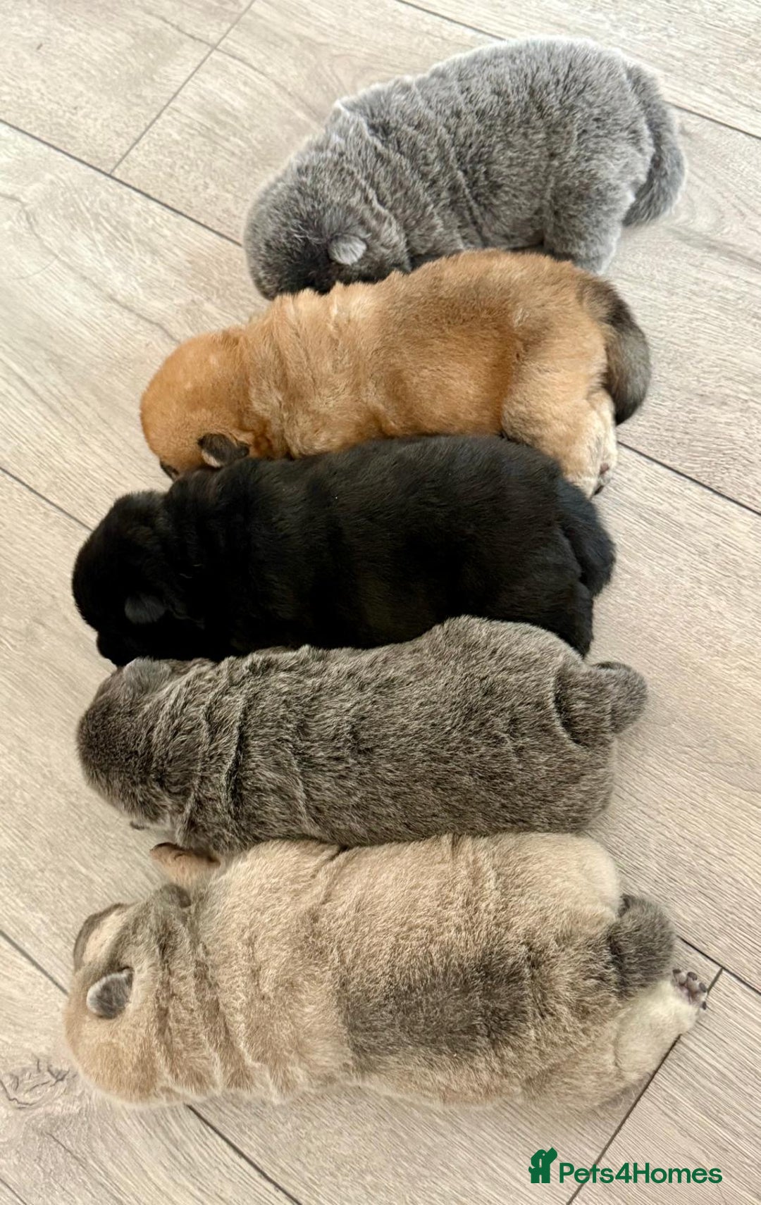 Chow Chow dogs for sale: Quality chow chow pups - Image 1