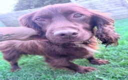 Cocker Spaniel dogs for sale: Cocker spaniels  - Image 8