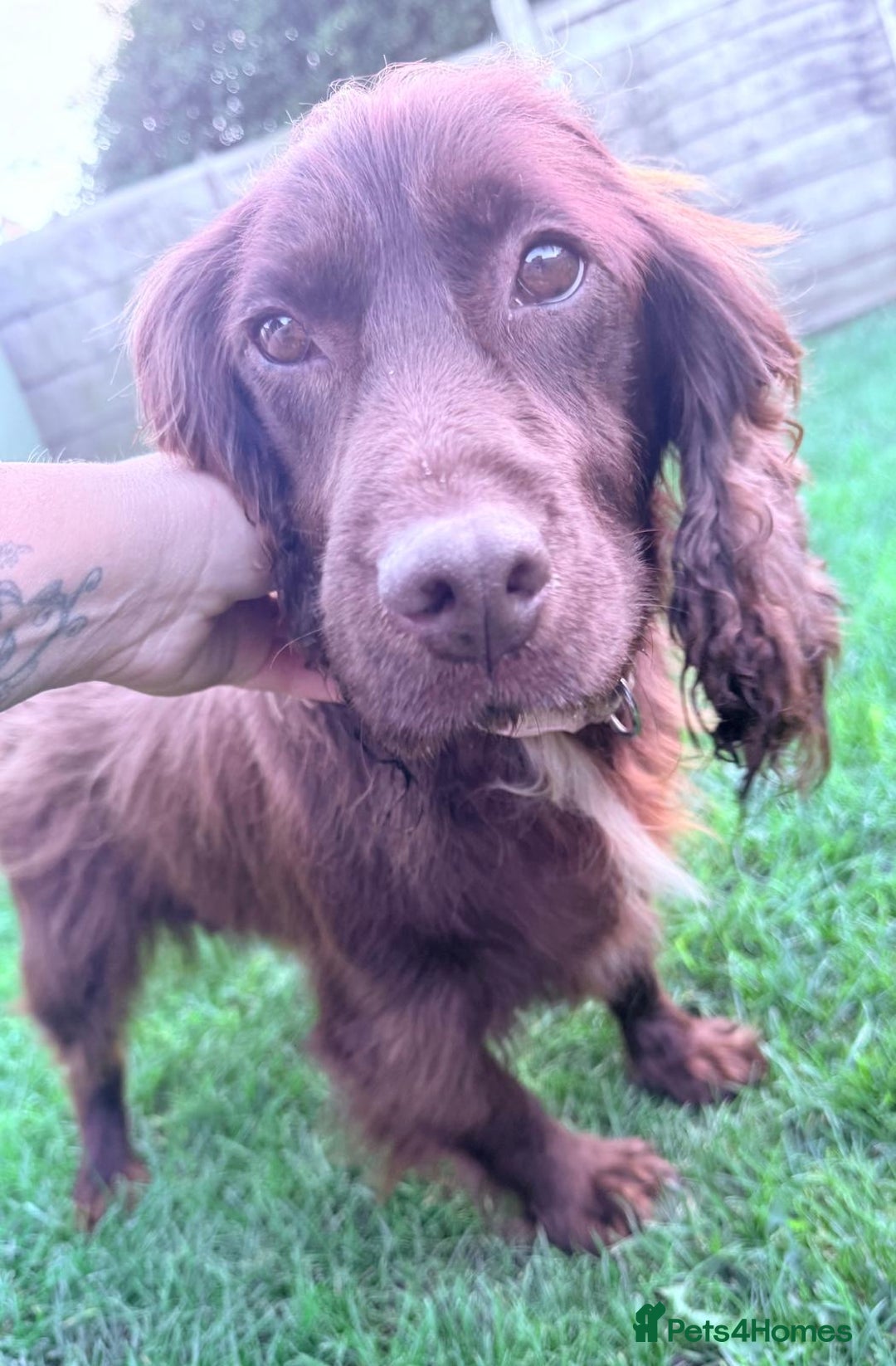 Cocker Spaniel dogs for sale: Cocker spaniels  - Image 8