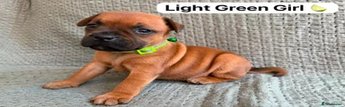 Light Green Girl