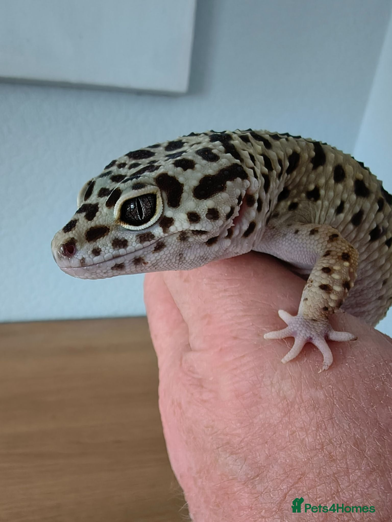 Leopard Gecko reptiles Leopard Gecko - Advert 1