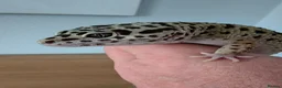 Leopard Gecko reptiles for sale: Leopard Gecko + Heated Vivarium - Advert 4