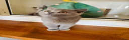 British Shorthair cats for sale: GCCF registered beautiful BSH kittens  - Advert 11