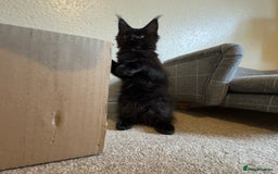 Maine Coon cats for sale: Purr Machines Ready Now - GCCF Reg Maine Coons - Image 20