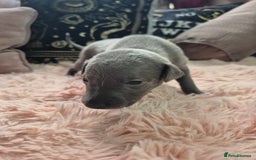 Whippet dogs for sale: Stunning KC Registered Blue Whippet Puppies - Image 12