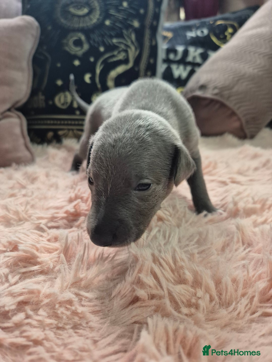 Whippet dogs for sale: Stunning KC Registered Blue Whippet Puppies - Image 12