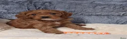 Cavapoo dogs for sale: CAVAPOO PUPPIES  FOR SALE READY FOR REHOMING in South Croydon - Advert 12