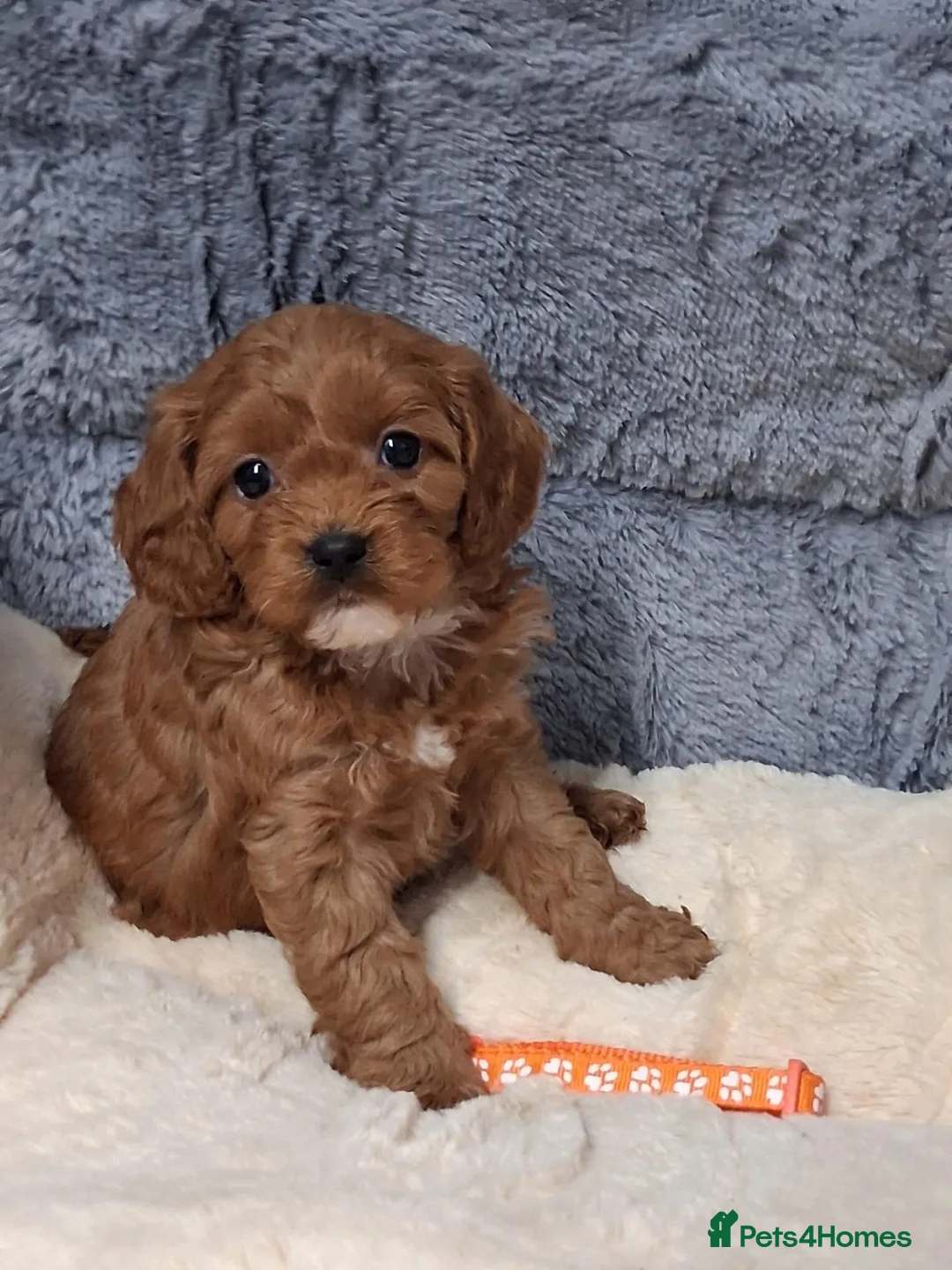 Cavapoo dogs for sale: CAVAPOO PUPPIES  FOR SALE READY FOR REHOMING in South Croydon - Advert 12